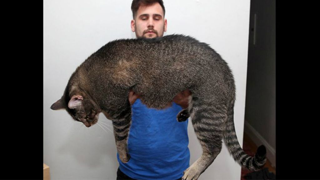 Pickles, el gato de nuevo kilos