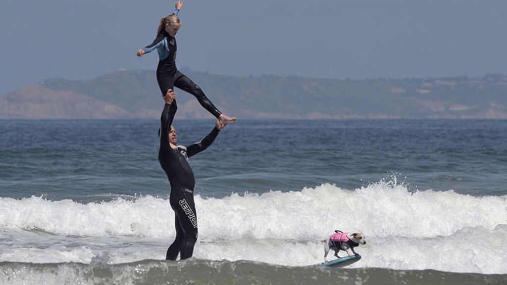 Perros surferos