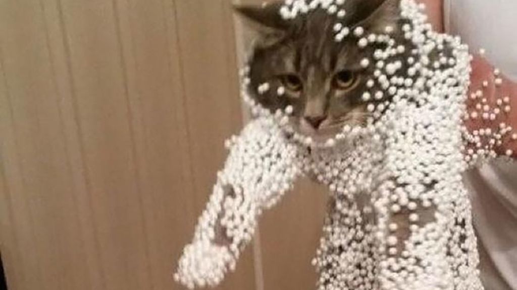 Gracioso y elegante minino recubierto de papel