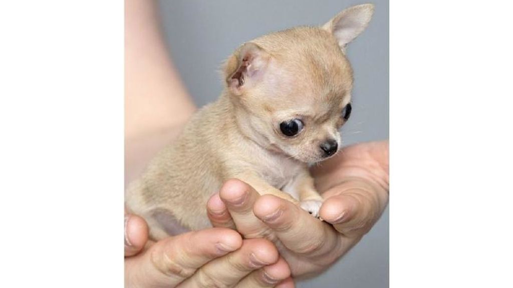 Este perro es aún más pequeño que un chiguagua normal