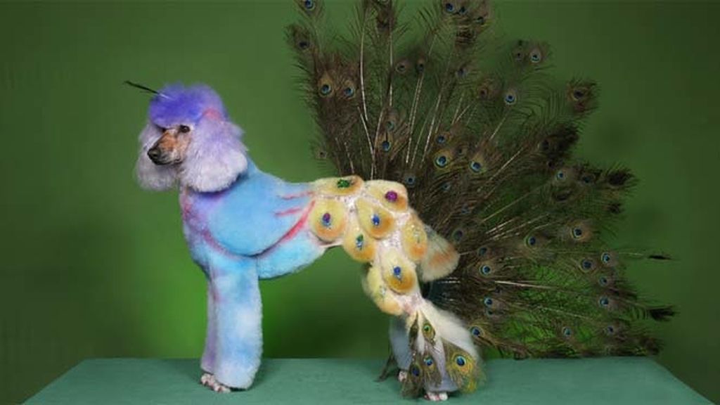 ‘Tuneando’ a mi mascota
