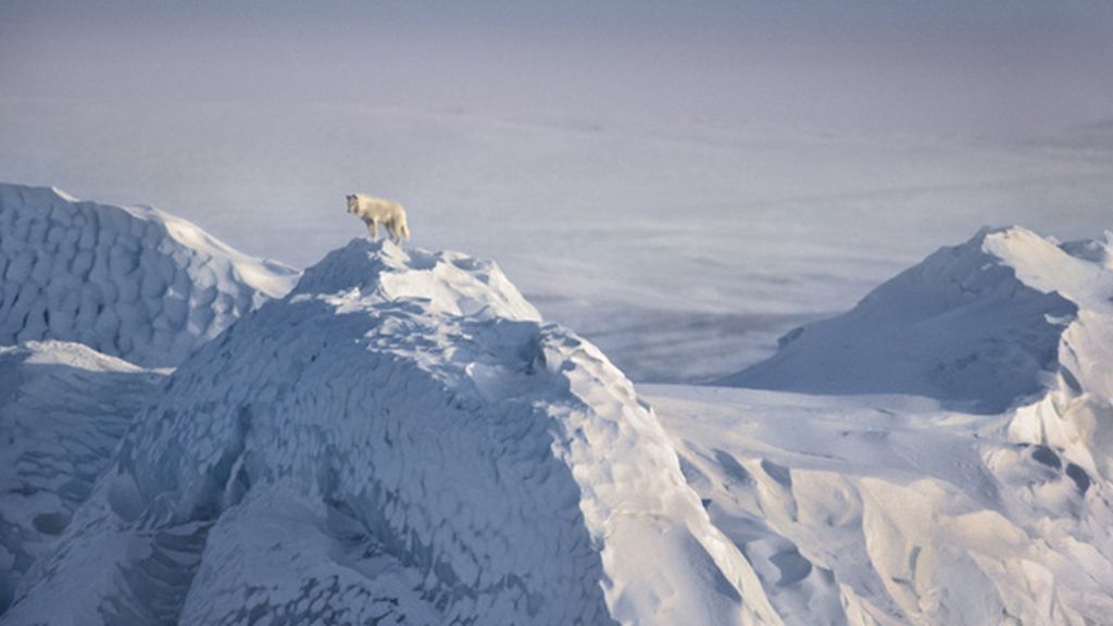 Increíbles imágenes del mundo salvaje