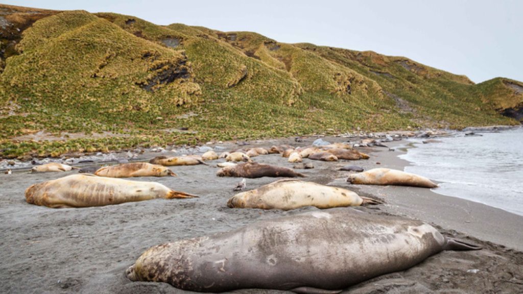 La cópula de un elefante marino