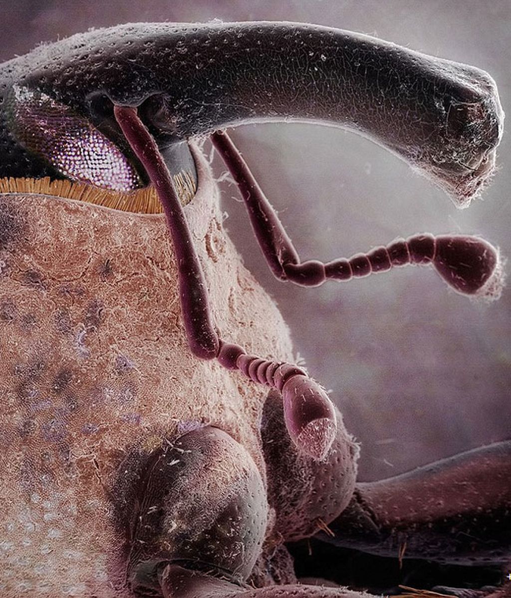 Los monstruos microscópicos con los que compartimos nuestra vida