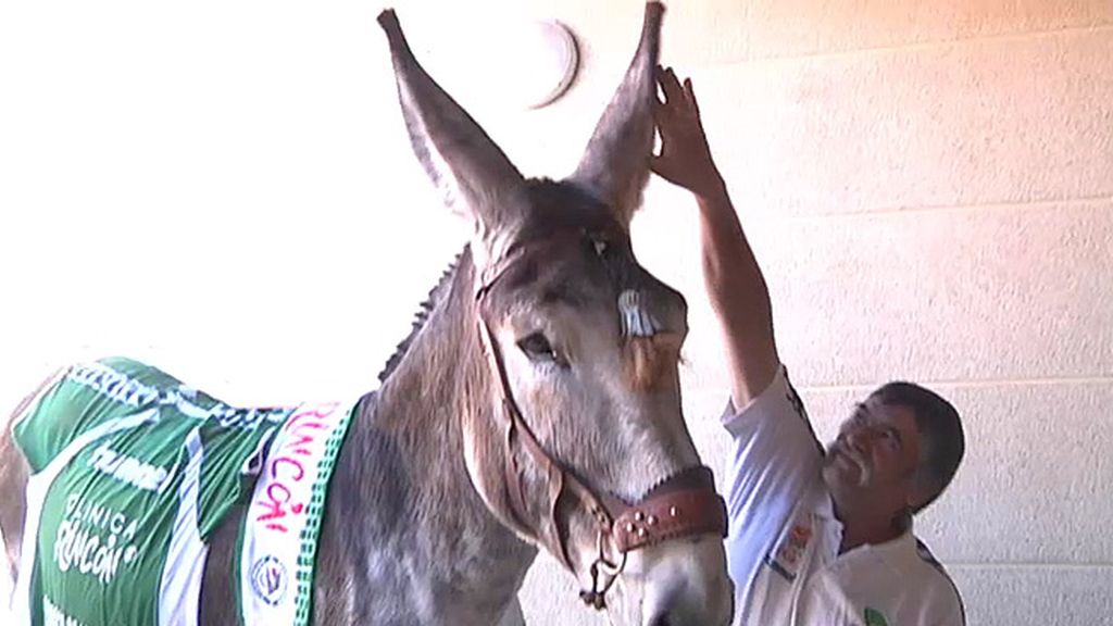 Jabalíes, ciervas, linces, burros, ocas y ponis... unos animales muy domésticos