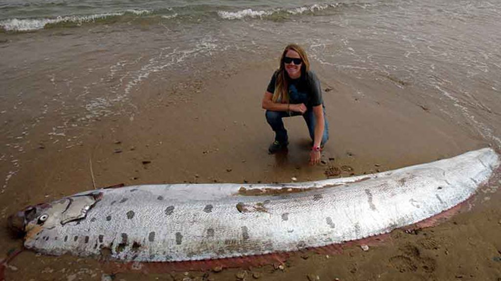Hallan un pez remo gigante en California