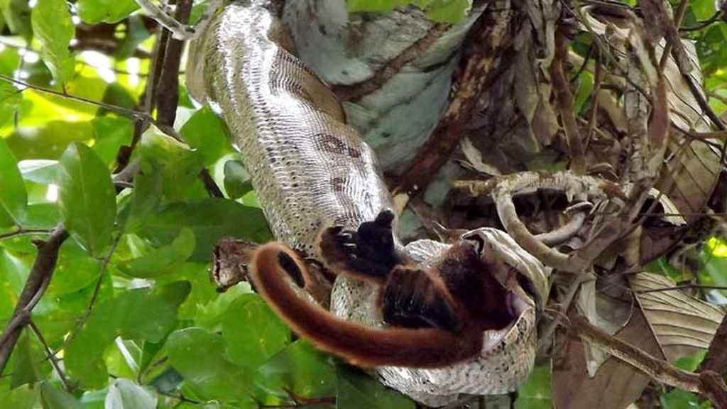 Impactantes imágenes de una serpiente devorando un mono