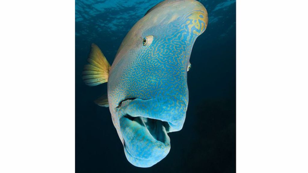 Pez 'Napoleón' en la Gran Barrera de Coral en Australia