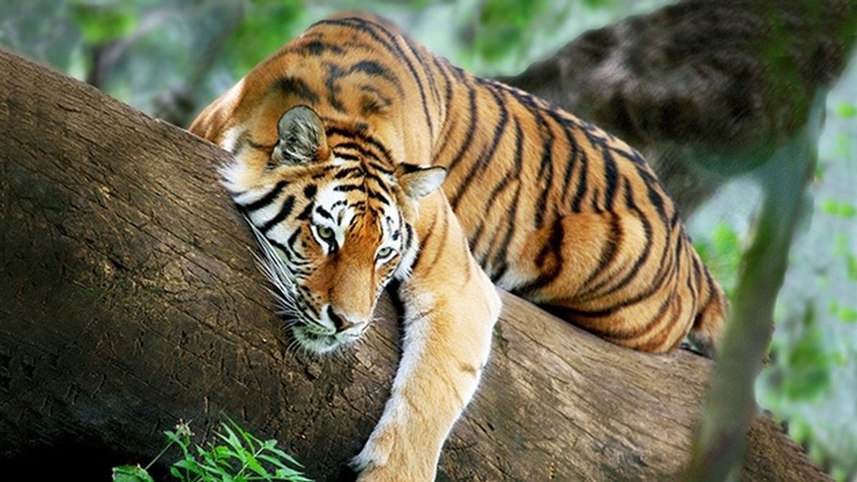 Una cuidadora fallece tres ser mutilada por un tigre en un zoo