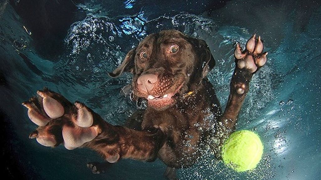 A los perros sí les gusta posar bajo el agua