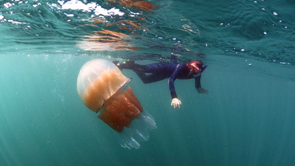 Miden más de metro y medio y pesan unos 30 kilos