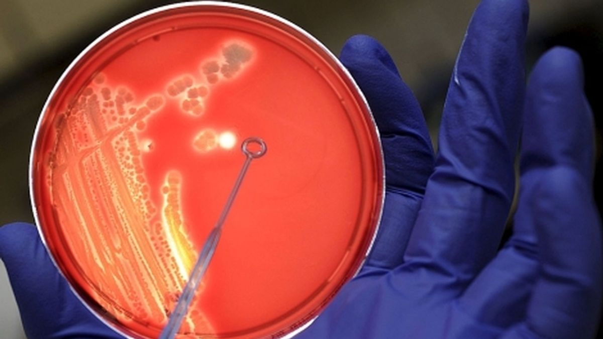 Detectan por primera vez una bacteria resistente a todos los antibióticos