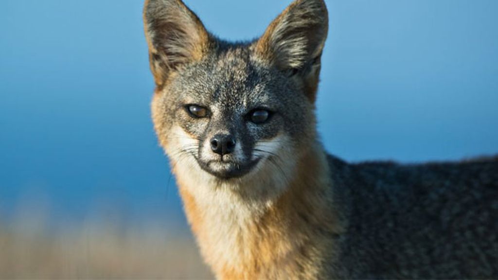 Zorro de Channel Island