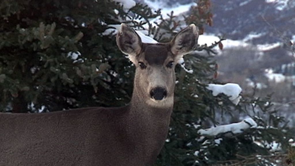 Uno de los habitantes de Aspen