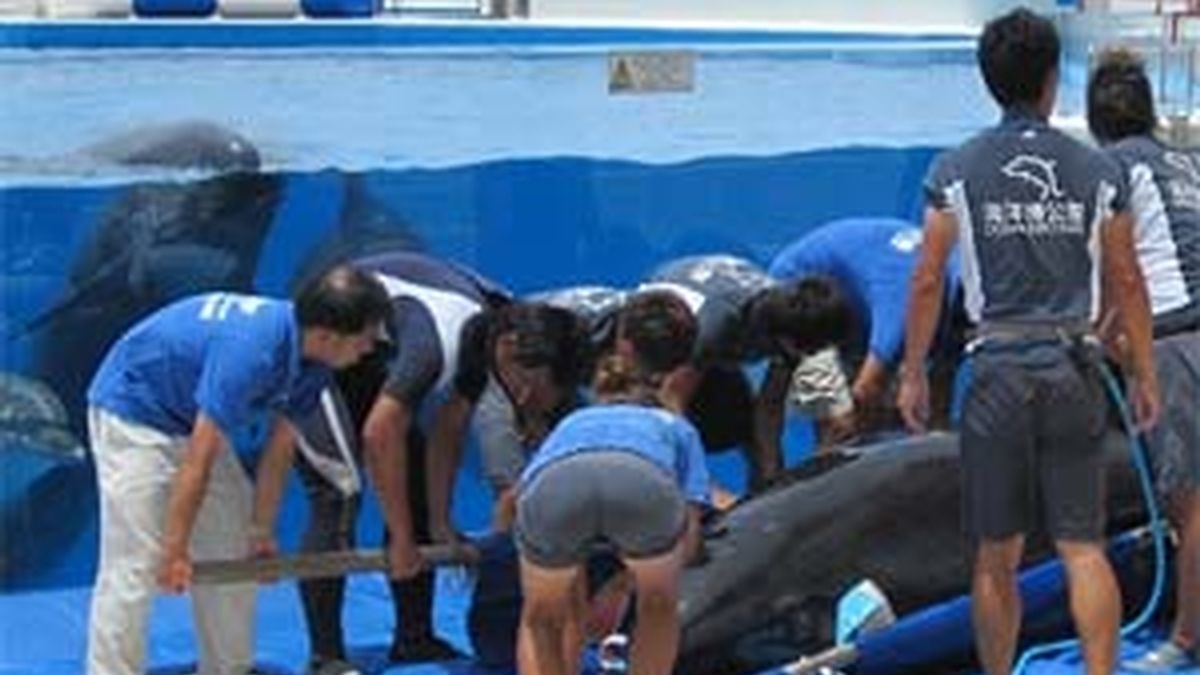 El delfín fue recogido por el personal del acuario. Video: Informativos Telecinco