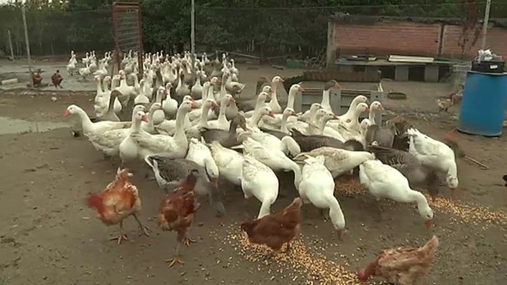 Jabalíes, ciervas, linces, burros, ocas y ponis... unos animales muy domésticos