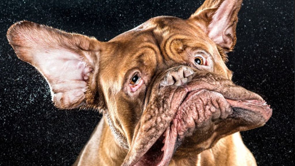 Perros a cámara lenta