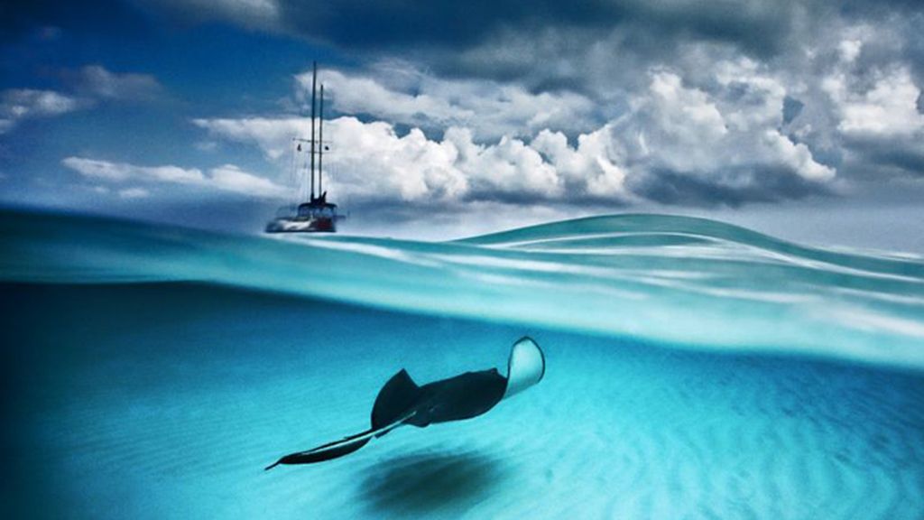 Manta raya en la bahía de North Sound en las Islas Caimán