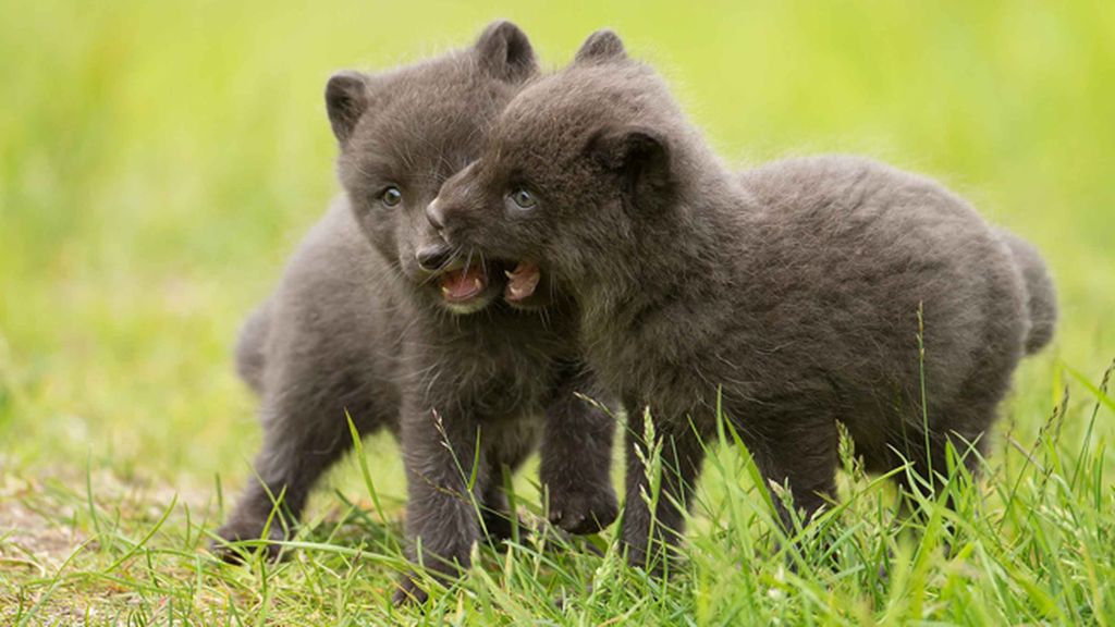 Los pequeños juegan y se divierten en Islandia