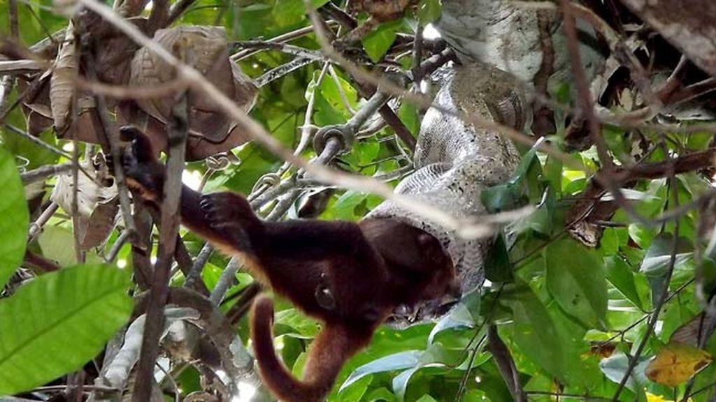 Impactantes imágenes de una serpiente devorando un mono
