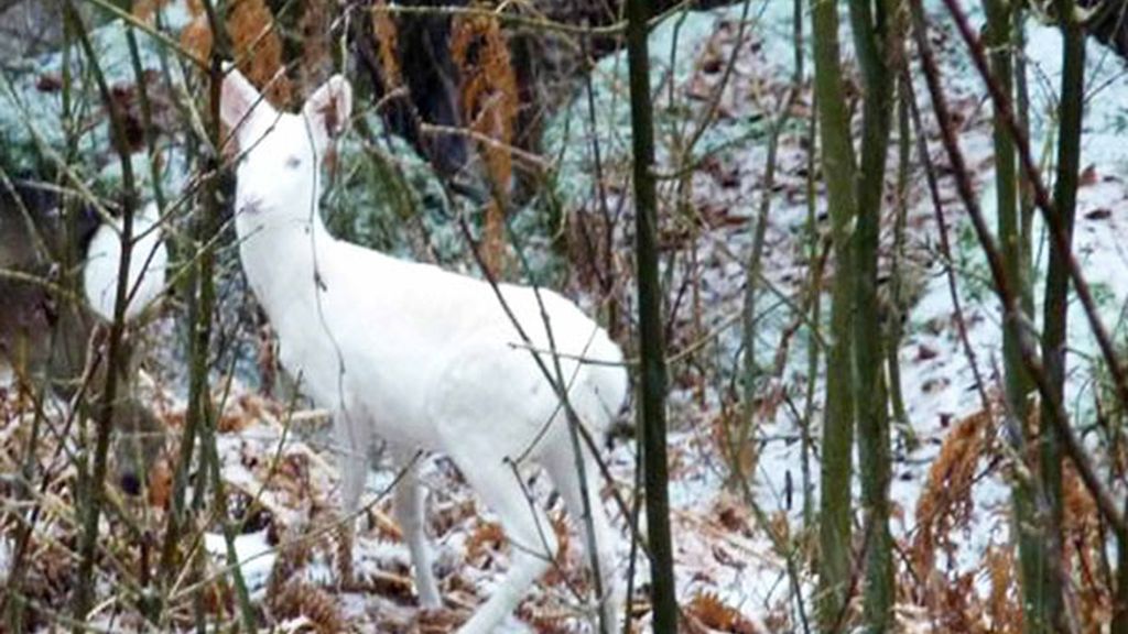 'WHITE BAMBI', PROTEGIDO
