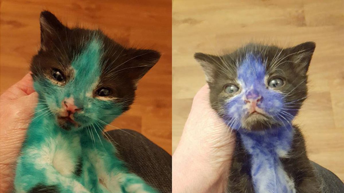 Dos gatitos pintados de tinta permanente