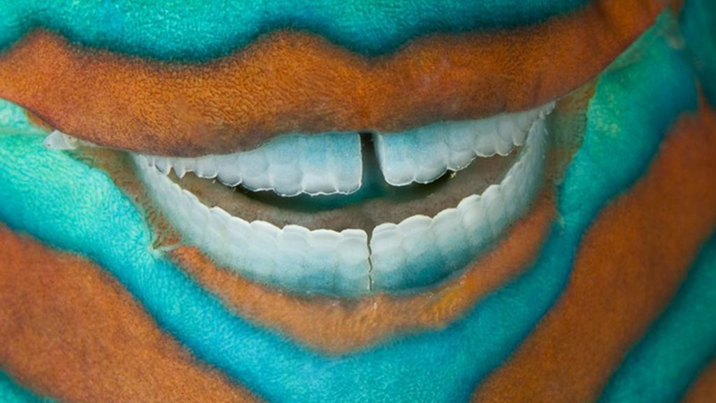 Un pez loro en la Gran Barrera de Coral, Australia