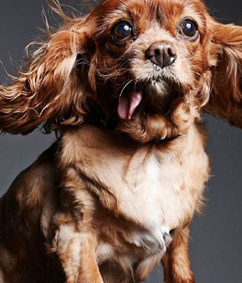 Los mejores momento de Brindis inmortalizados por su dueño