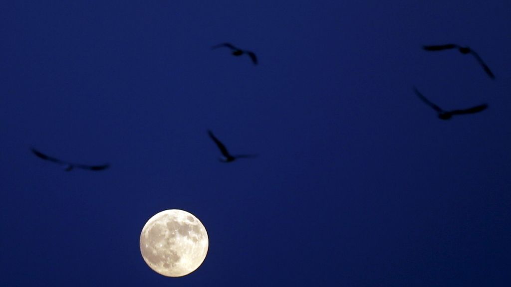 Sombra de pájaros en la ‘superluna’ vista desde el Cairo, Egipto