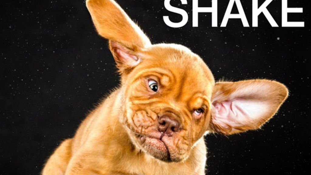 Perros a cámara lenta