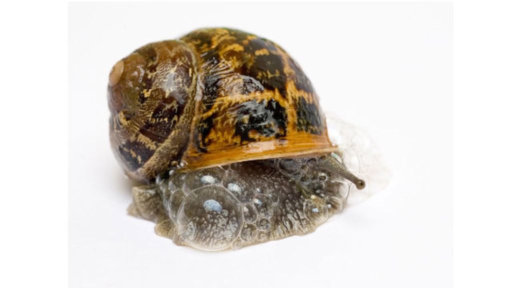 Remedios más o menos repugnantes para no tener arrugas