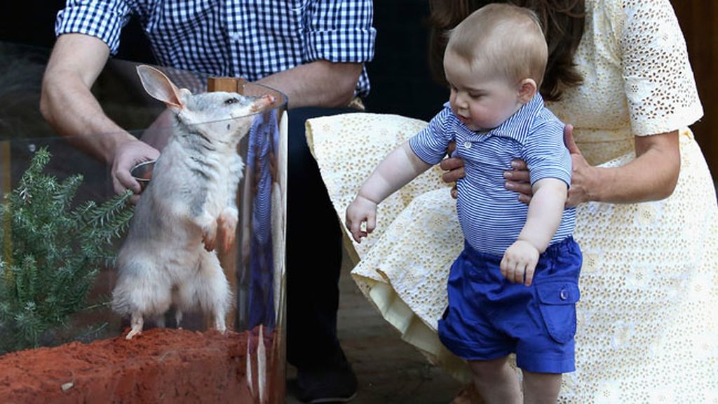 El príncipe George se divierte en el zoo