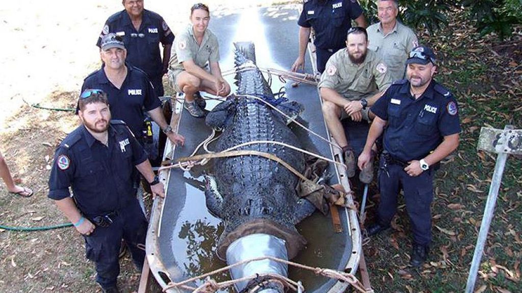 Cocodrilo gigante capturado en Australia.