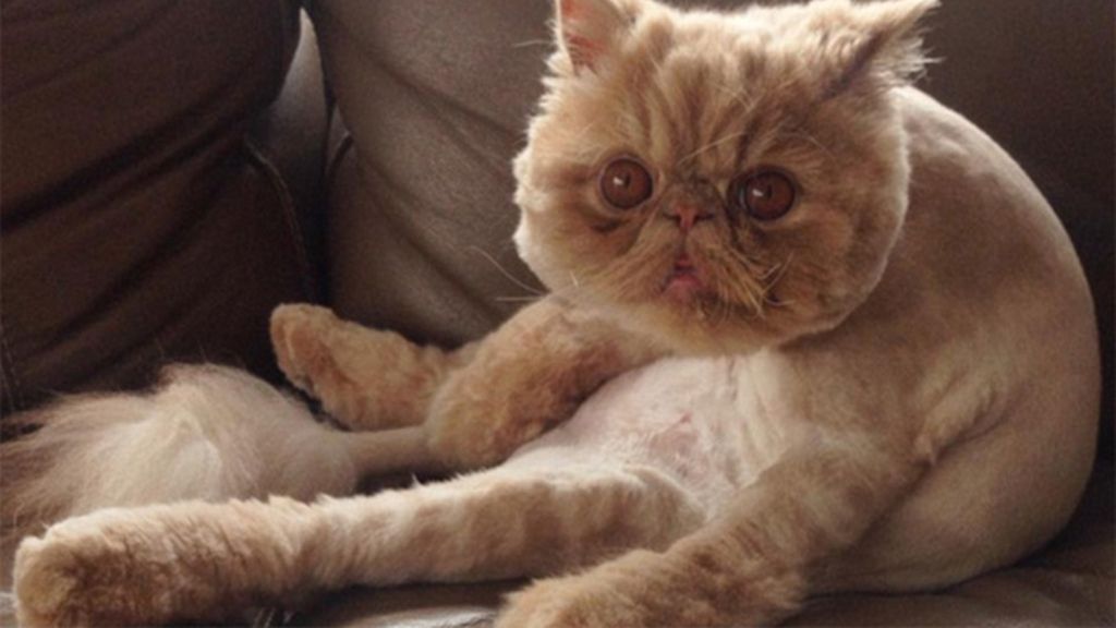 Un gato con una cara muy especial