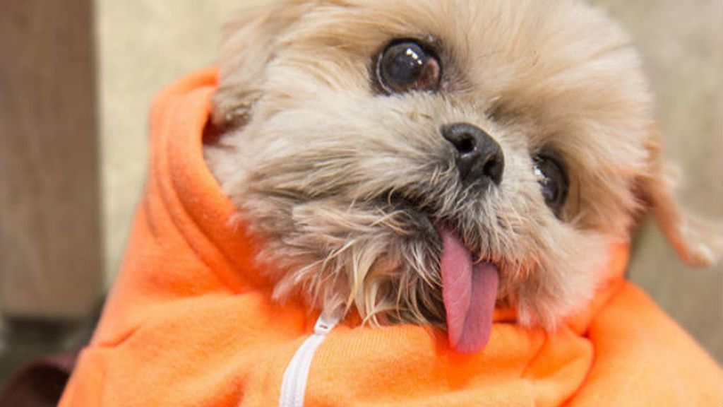 No sólo para los humanos el 2014 ha sido el año de los selfies, la perrita Marnie se ha hecho toda una celebrity en Internet