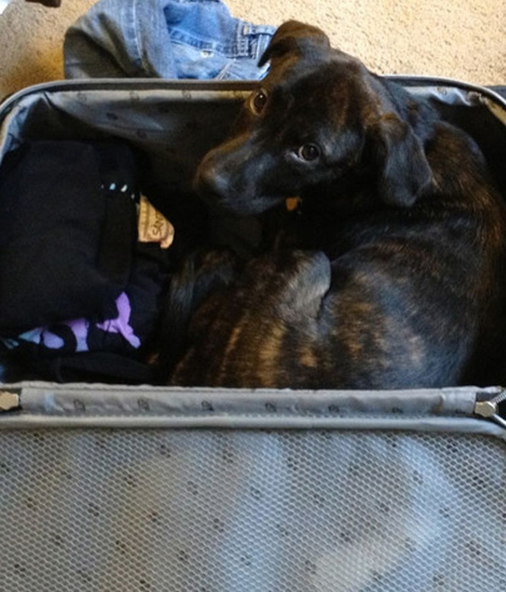 Las mascotas también quieren viajar