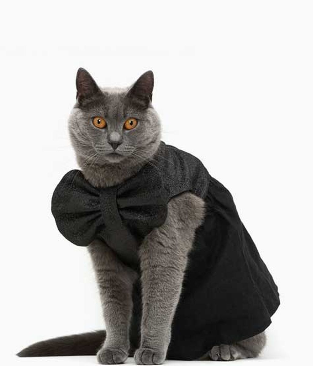 El lado más 'fashion' de los gatos