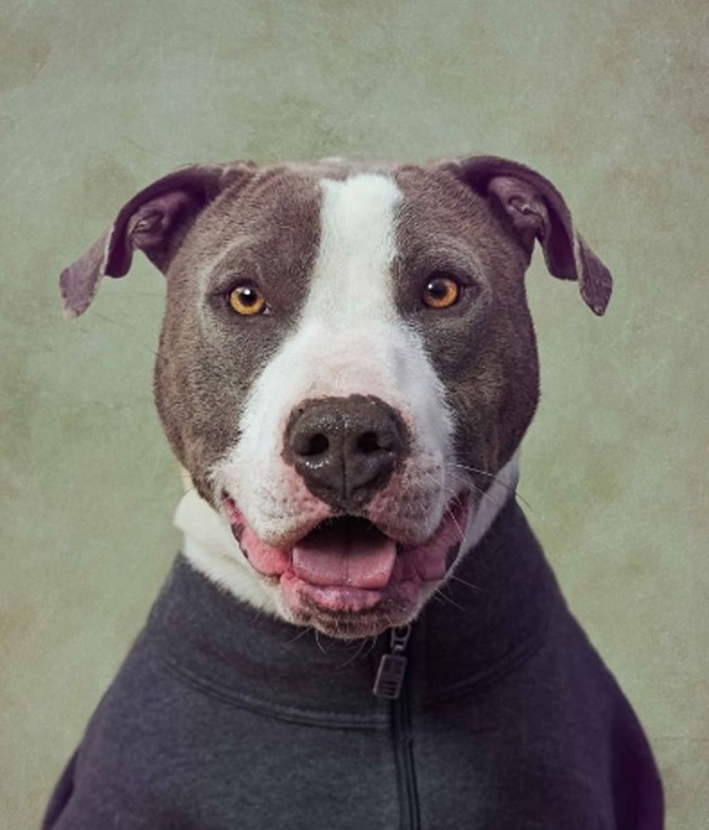 La original ayuda de una fotógrafa para que se adopte perros abandonados