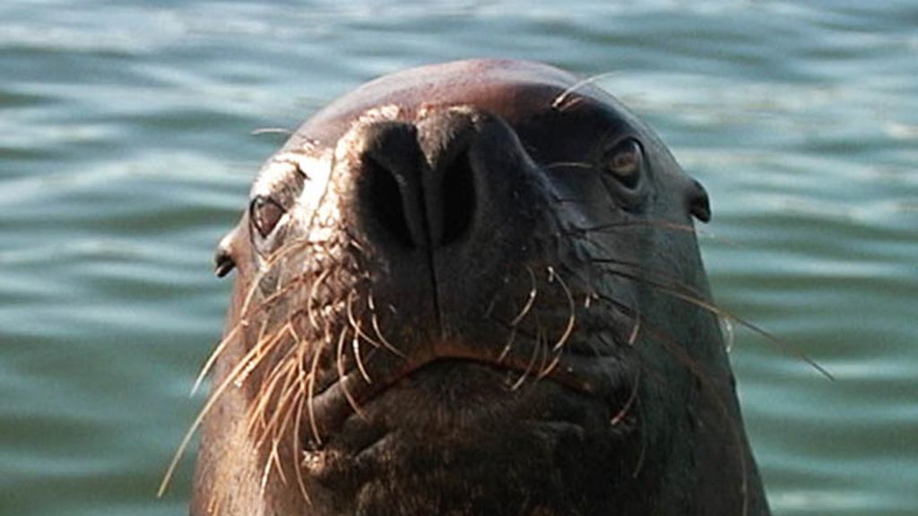 'Callejeros Viajeros' en Punta del Este