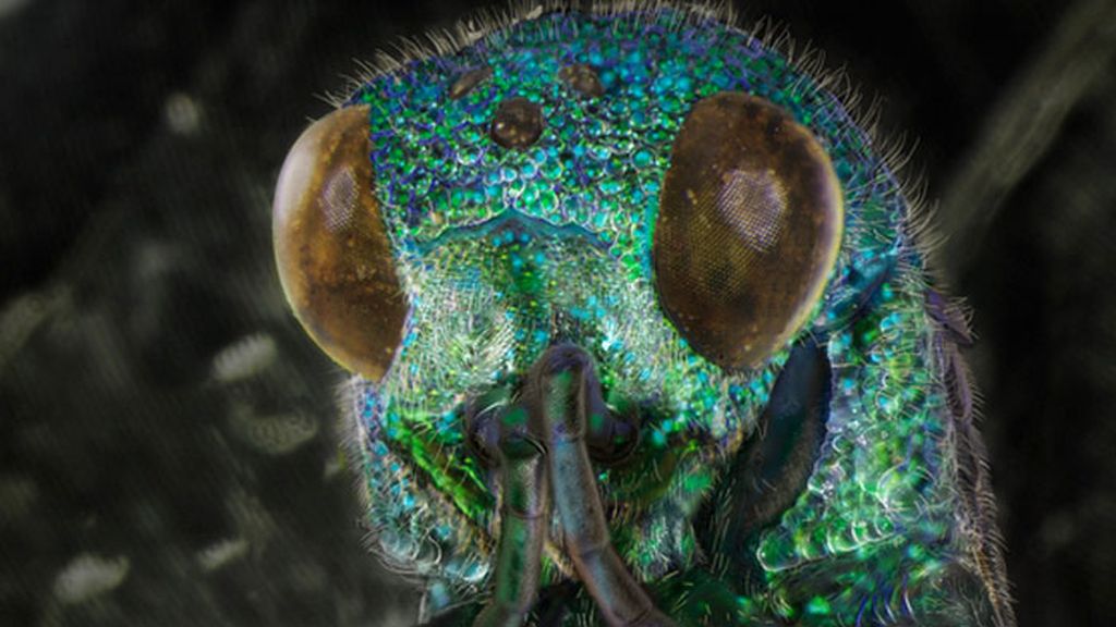 Daniel Kariko retrata la fauna microscópica que vive en nuestras casas