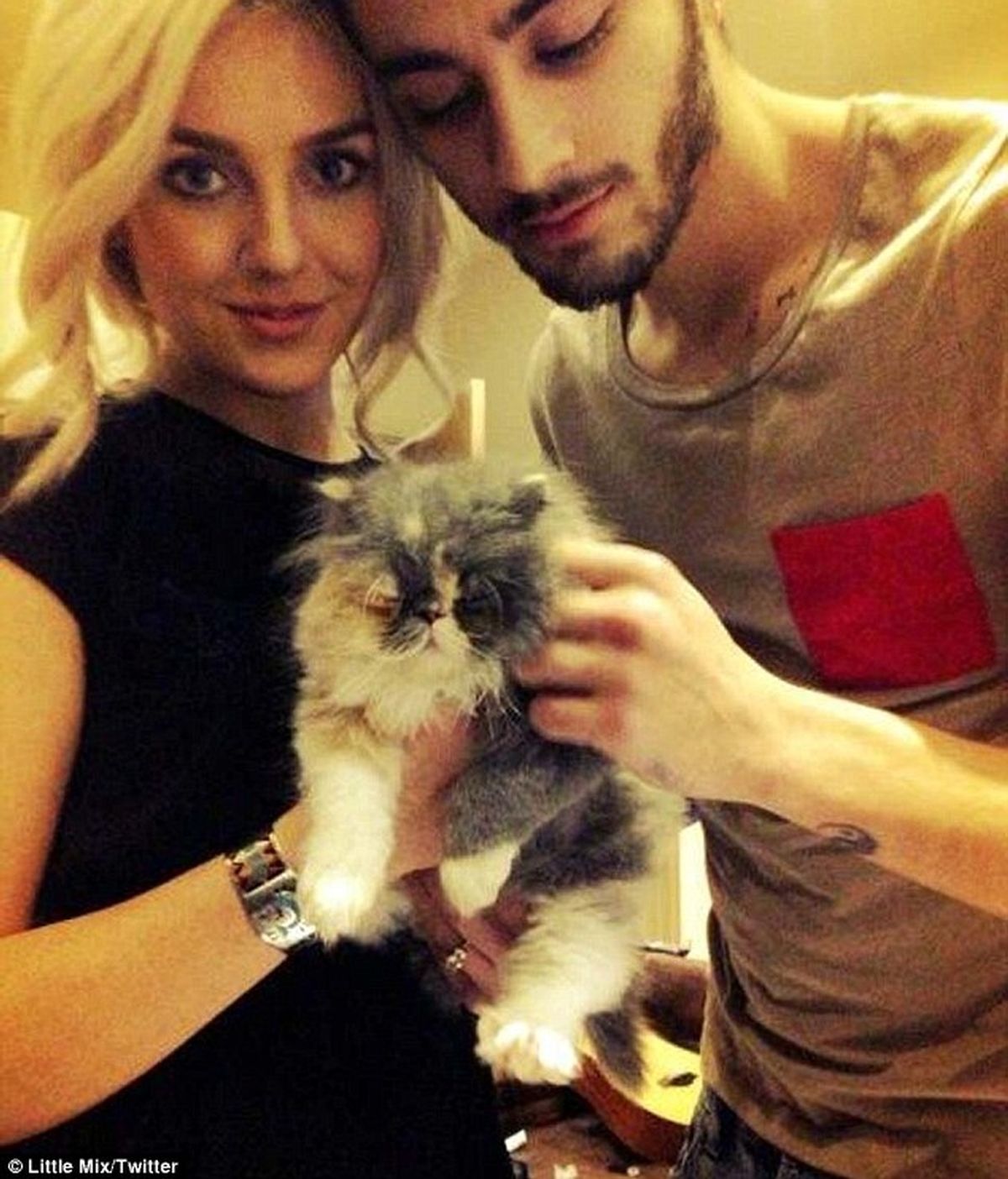 Perrie Edwards y Zayn Malik de 'One Direction'  tienen un… ¡Gato!