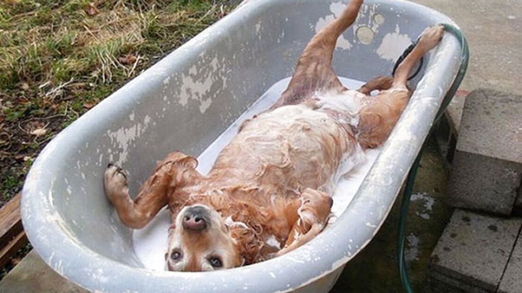 La felicidad de un baño