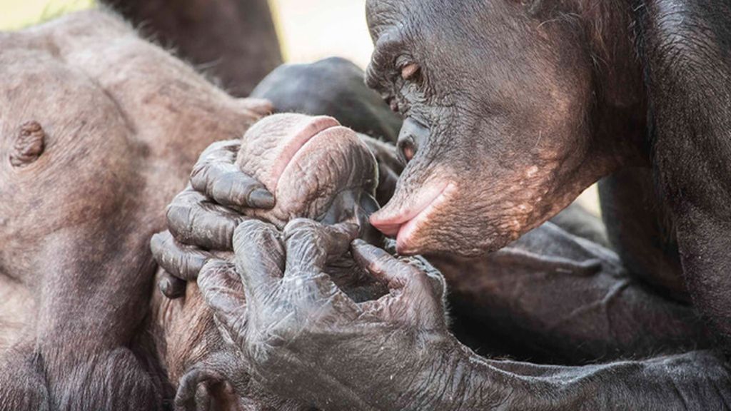 Retratos íntimos en el zoo