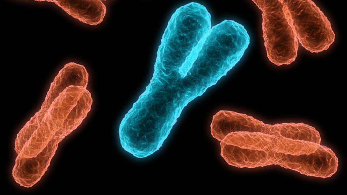 El cromosoma Y masculino, bajo sospecha: ¿No tan vital para la reproducción?