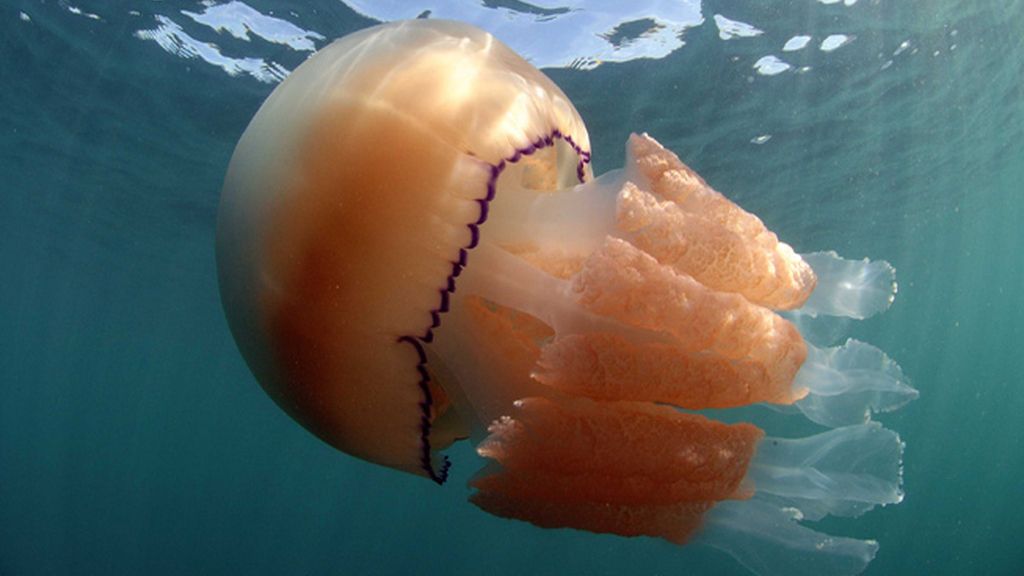 Medusas gigantes en las costas británicas