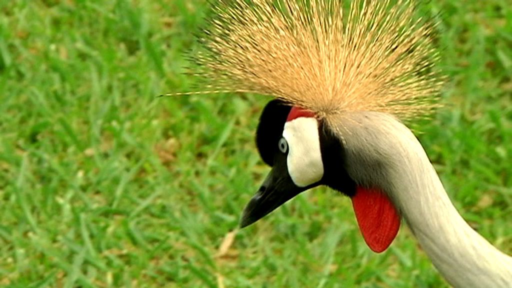 Callejeros viajeros: Uganda