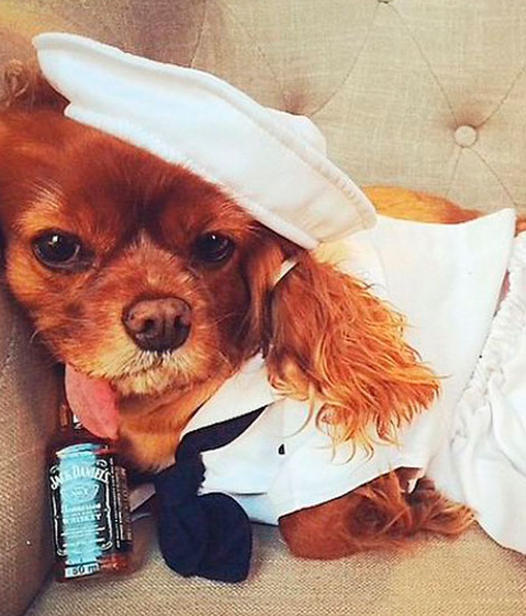 Los mejores momento de Brindis inmortalizados por su dueño