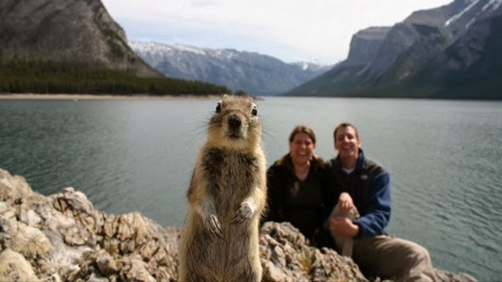 Animales estropeando fotos