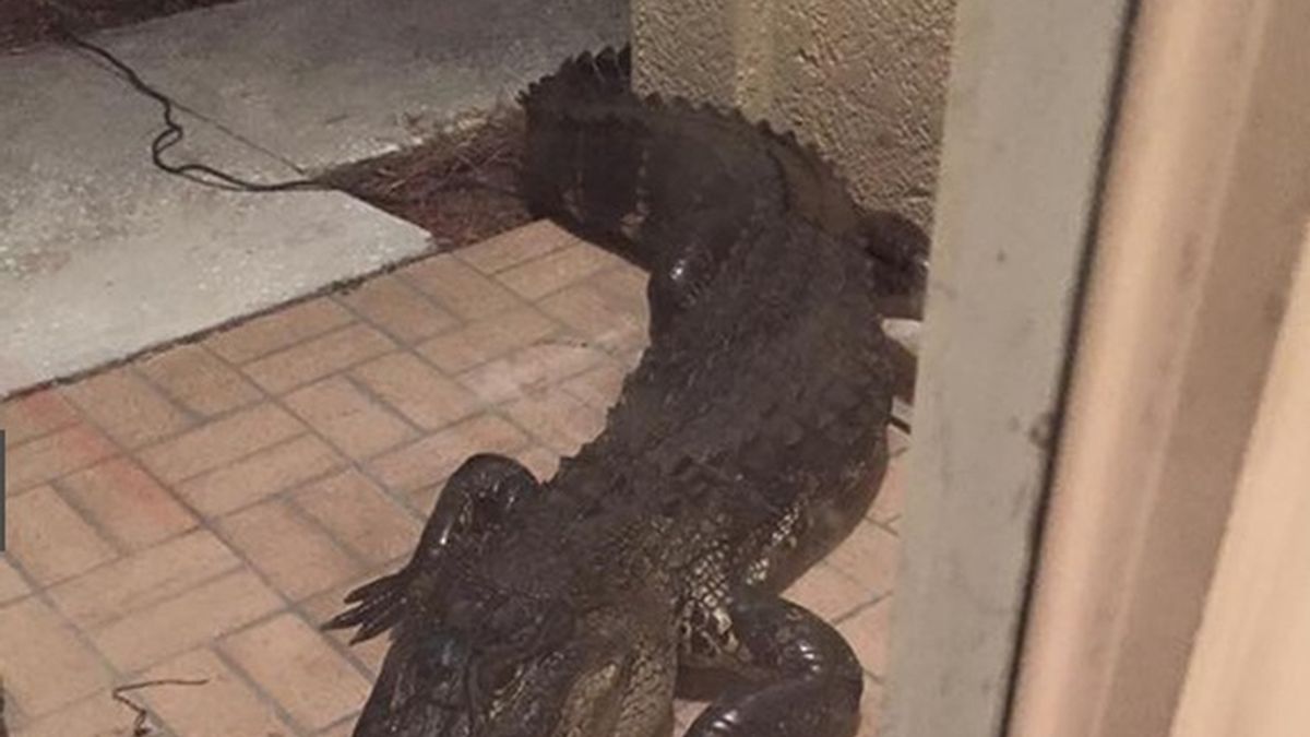 Aparece un cocodrilo salvaje en la puerta principal de su casa
