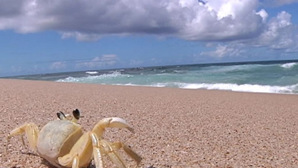Cangrejo en la playa